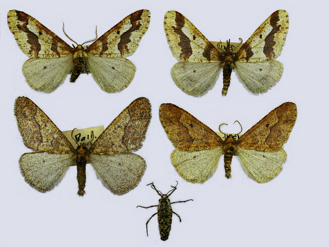 Geometridae image